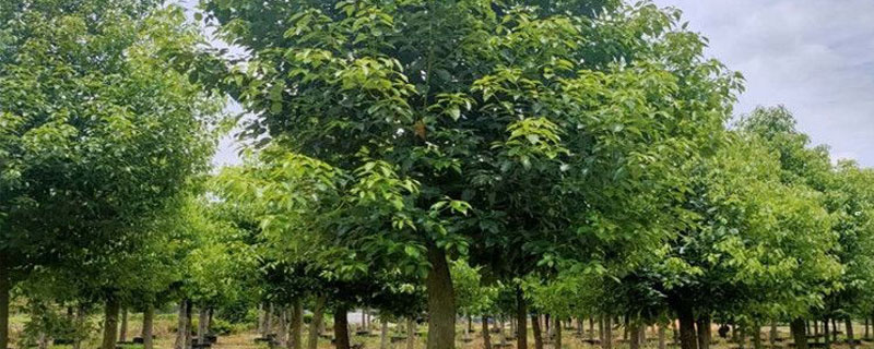 香樟树啥时候种植最佳，什么季节种植最合适