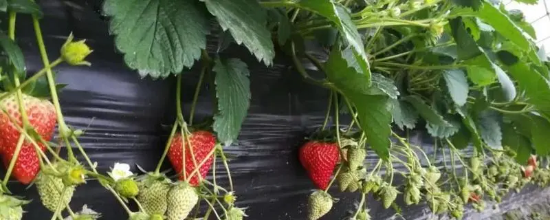 家庭盆栽草莓的养殖方法，水可以浇得频一些