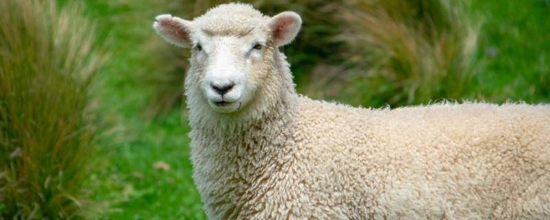 绵羊养殖方法,选择地势较为开阔的地方建羊舍