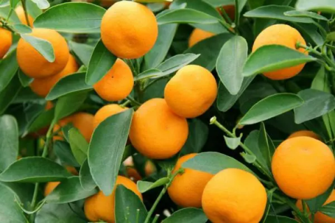 观赏橘子树的养殖方法，选择圆形花盆作为普通盆栽果树的花盆更好