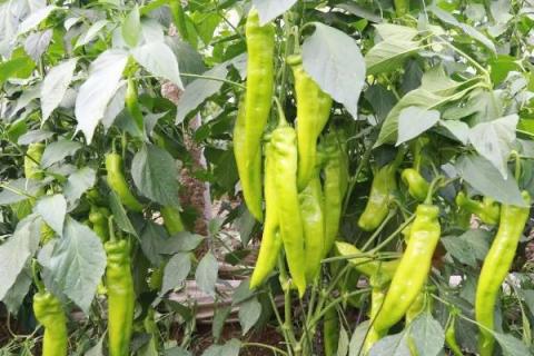 青椒什么时候种植，取决于当地的气候