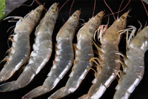 基围虾鱼缸养殖方法，种苗选购与投放