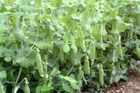 大棚豌豆的种植技术，豌豆种子必须具有较大的颗粒