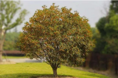 四季桂花树的养殖方法，浇水应适度进行