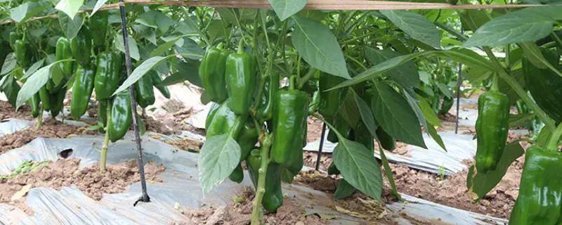 青椒什么时候种植，取决于当地的气候