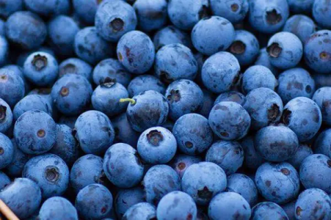 蓝莓栽培管理技术要点，如何实现高产高质