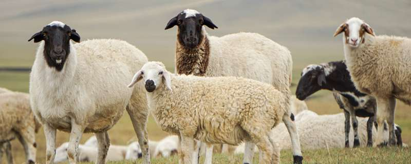 绵羊养殖方法,育肥羊在幼羊期的时候要提高草料的比例