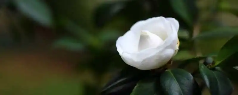 广东适合种什么品种的茶花，非常适合种植白茶花这种美丽的花卉