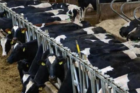 奶牛养殖误区，常见这4点