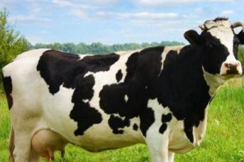 如何提高奶牛的繁殖率，要确保有充足的营养