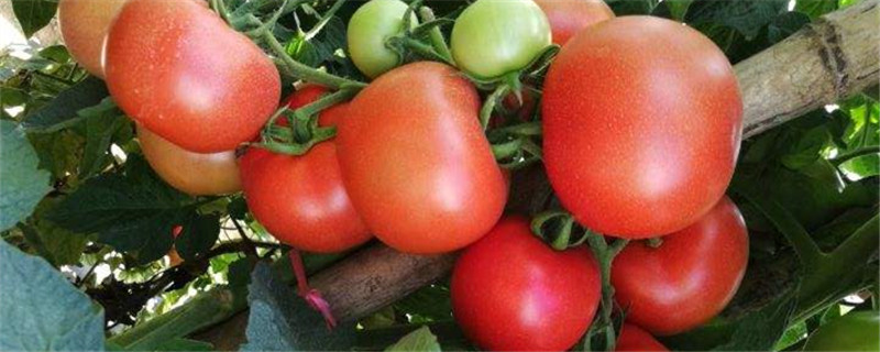 西红柿种植与管理技术，尽量避免选择老苗和大苗