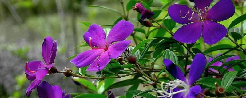 巴西紫牡丹的养殖方法，选择合适的种子