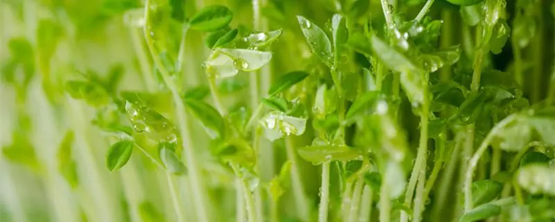 水培豌豆苗的方法，如何在家中轻松培育健康的豌豆苗