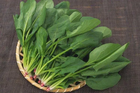 菠菜种植方法，如何在秋冬季节种出美味的菠菜