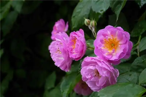 蔷薇花开花季节，最佳观赏时间及养护技巧