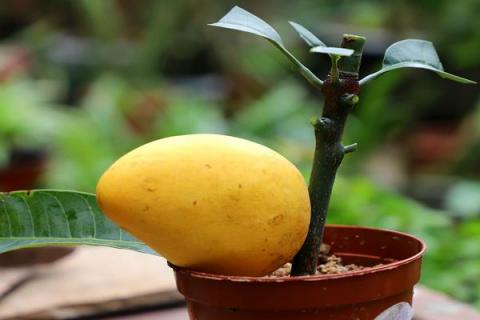 芒果盆栽几年才能结果，要养护4-7年才可以结果