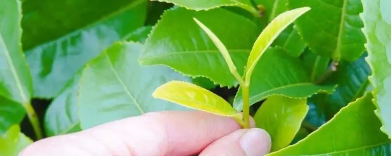茶叶种子怎样种植，要进行一些准备工作