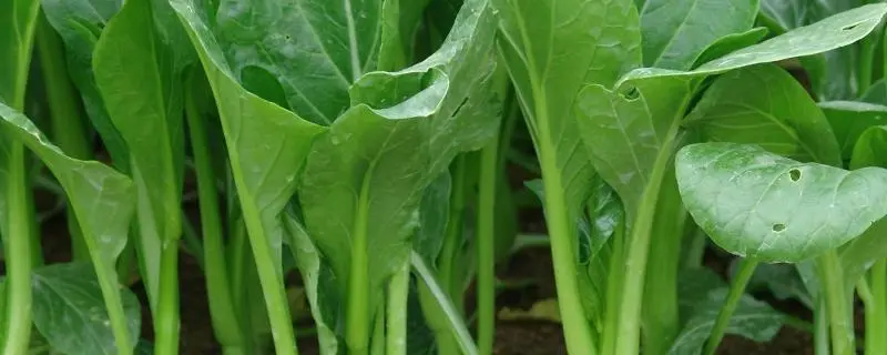 四九油青菜心怎么种，适合在肥沃、松软、排水良好的土壤中生长