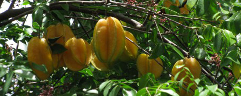 杨桃树扦插繁殖方法，杨桃种植技术