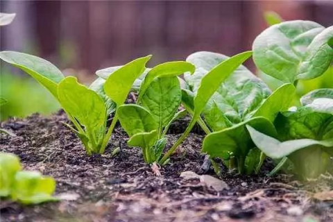 越冬菠菜的种植技术，宜在微酸性、潮湿、肥沃的土壤中生长