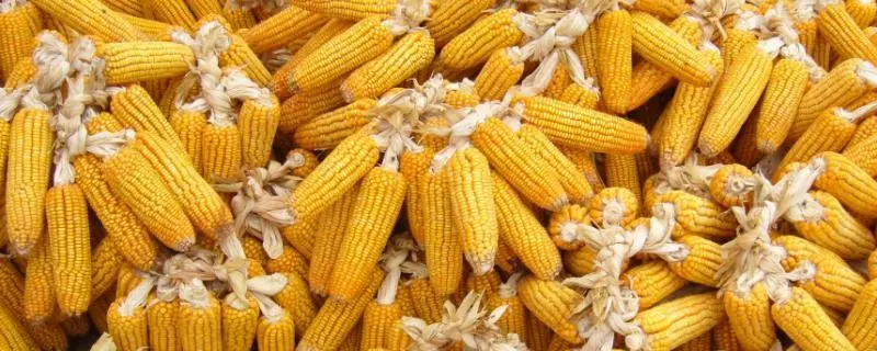 玉米种植技术,不同的玉米品种具有不同的生长特征