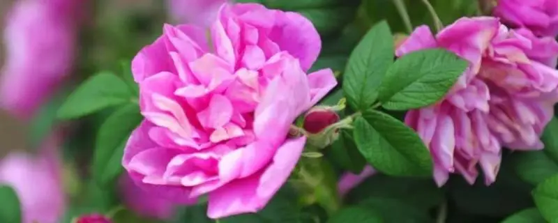 平阴玫瑰的养殖方法，不能直接暴露在阳光下