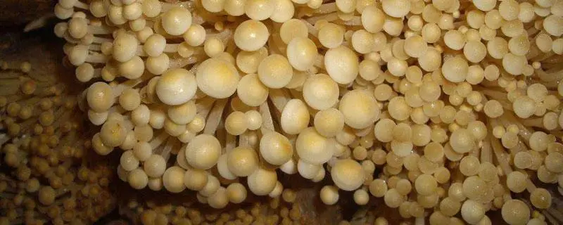 金针菇二次种植方法