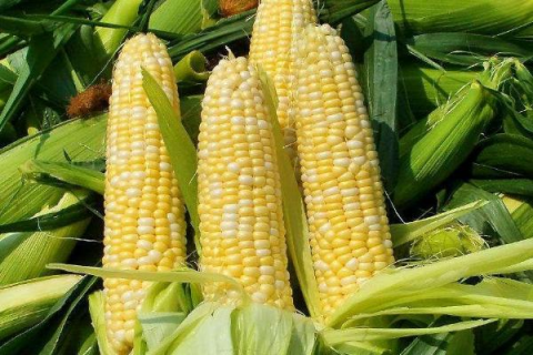 玉米种植技术,不同的玉米品种具有不同的生长特征