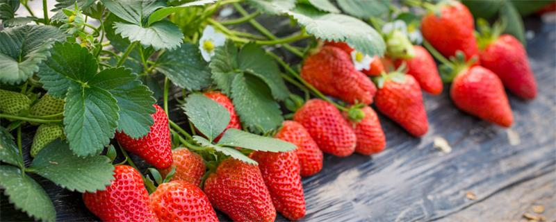 草莓种植技术与管理，如何提高草莓产量和品质