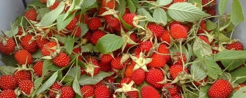 野草莓怎么种，选择合适的品种