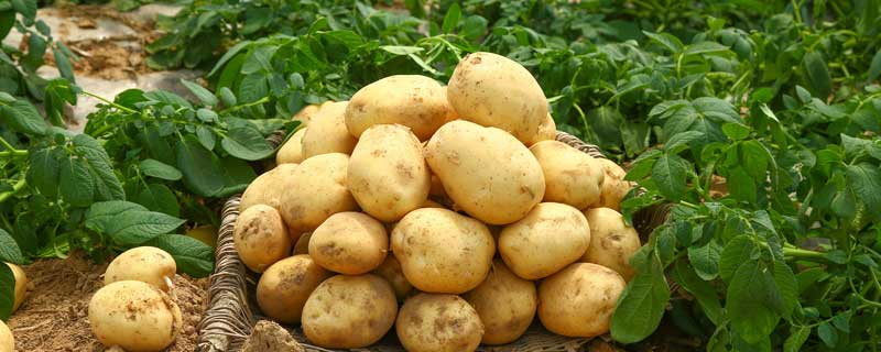 土豆的种植过程，选择土壤