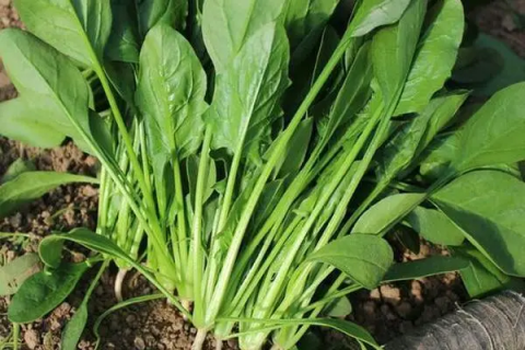 菠菜种植方法，如何在秋冬季节种出美味的菠菜