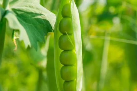 豌豆种子泡多久才可以种，种植专家分享