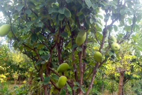 花梨木瓜盆景的养殖方法,最好选择透气性良好的盆