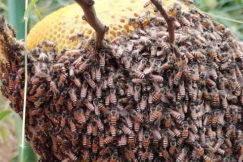 怎么找野生蜜蜂窝，流蜜期发现采集蜂表明半径2-3公里以内有蜂巢