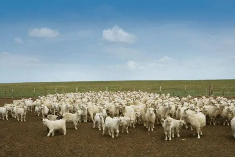 绒山羊一天喂多少精料，助你养出肥美的绒山羊