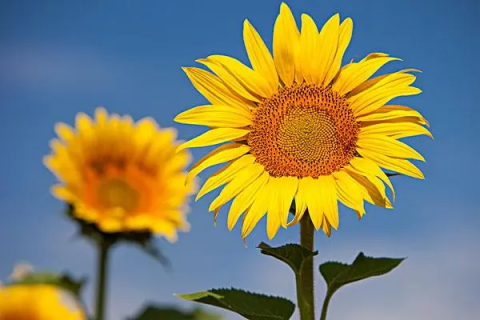 向日葵的种植方法，要充足的阳光