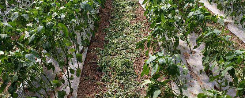 辣椒地膜覆盖高产栽培方法，定植前7天再覆膜提温