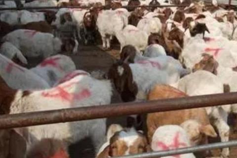 山羊的养殖方法，首先选择合适的品种