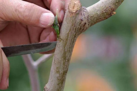柿子树嫁接绝招，可以使用其他的柿子树来做为砧木