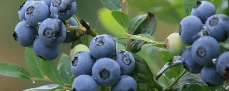 蓝莓多久浇水一次，蓝莓浇水频率和技巧