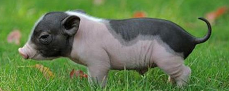 为什么不建议养小香猪，需要承担较高的饲养成本