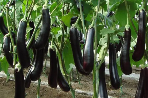 露地茄子最晚什么时间种，适合种植的时间和方法