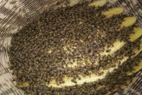 怎么找野生蜜蜂窝，流蜜期发现采集蜂表明半径2-3公里以内有蜂巢