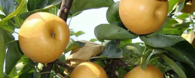 梨树的修剪技术，让梨树结出更多的果实