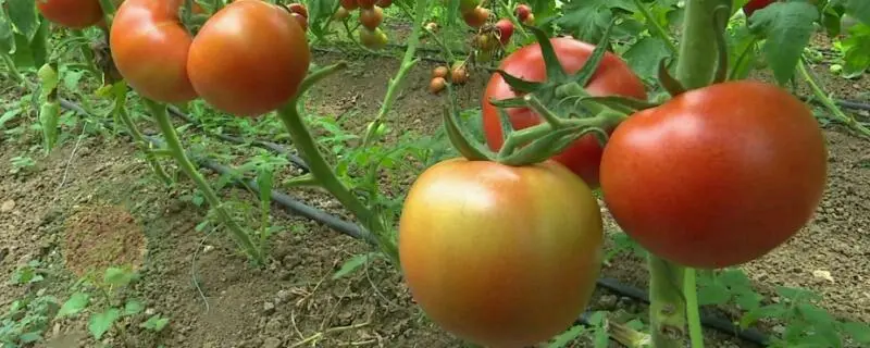 西红柿苗的种植方法，管理技术