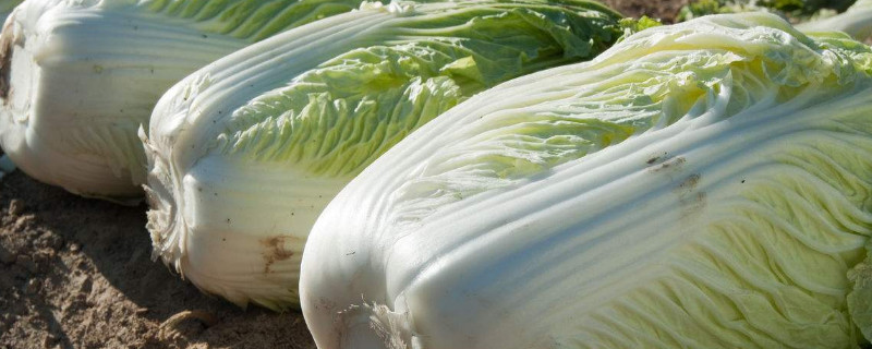 大白菜种植方法，选择适合当地气候和土壤特点的品种