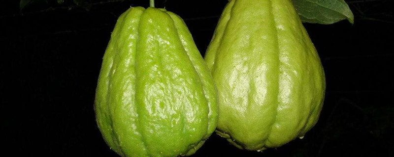 佛手瓜怎么种植，佛手瓜通常在春季和秋季种植