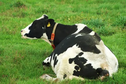 奶牛繁殖管理的关键环节是什么，掌握这些技巧，让奶牛繁殖更加高效