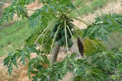 花梨木瓜盆景的养殖方法,最好选择透气性良好的盆